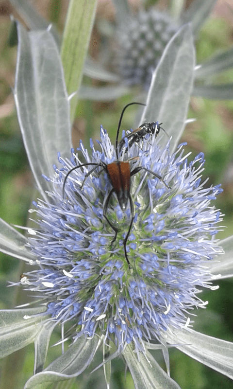 Cerambycidae: maschio di Stenurella melanura